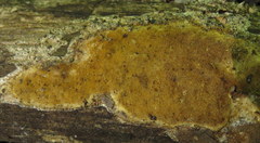 Fungi
