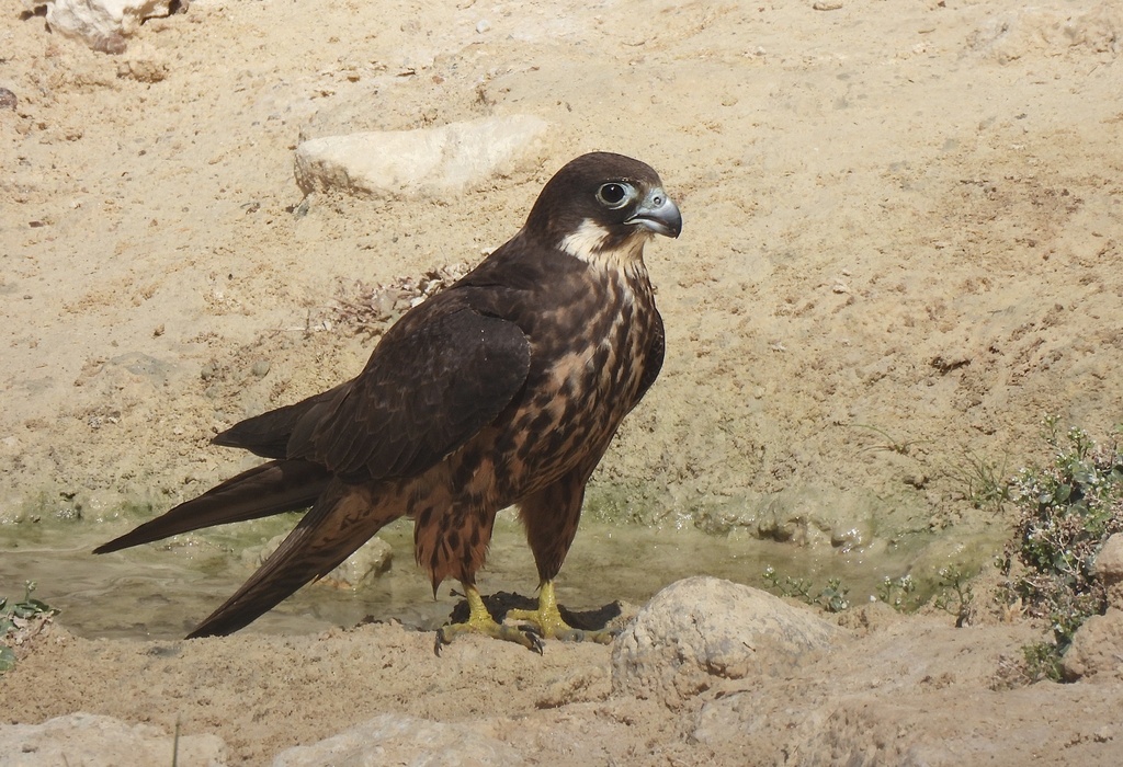Eleonora's Falcon photo