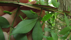 Euonymus alatus