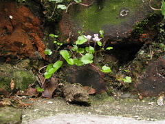 Cymbalaria muralis