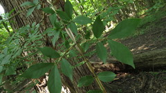 Euonymus alatus