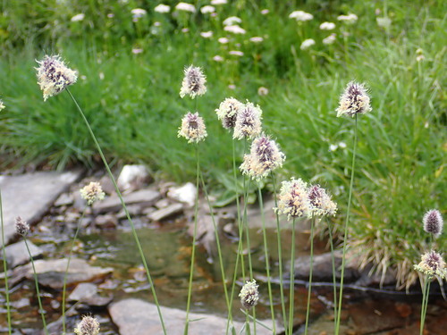 Alopecurus himalaicus