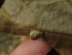 Macrodiplosis majalis