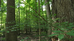 Euonymus alatus