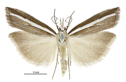 Common Grass Moth photo 3