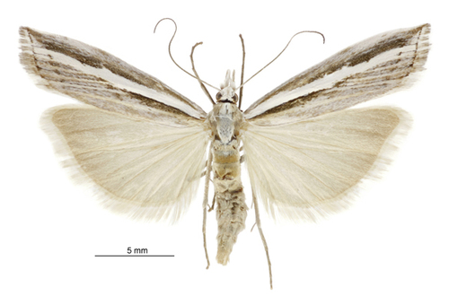 Common Grass Moth photo 4