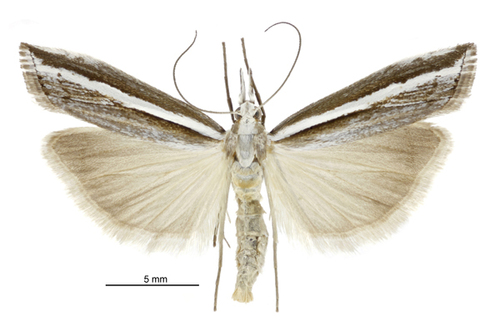 Common Grass Moth photo 5