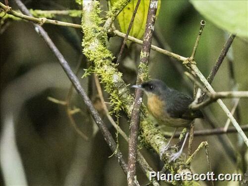 Crateroscelis murina observed 2024-07-23