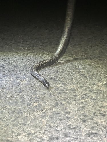 Blue-bellied Black Snake sighting