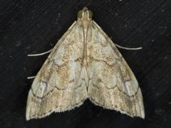 Scybalistodes periculosalis