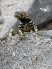 Microlophus delanonis