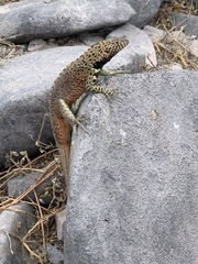 Microlophus delanonis