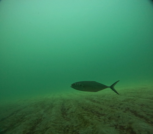 Green jack (Caranx caballus) — Carangidae — 4