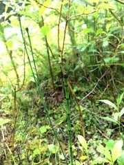 Equisetum variegatum