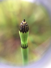Equisetum variegatum