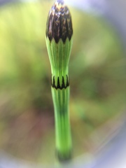 Equisetum variegatum