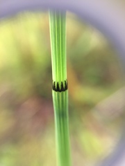 Equisetum variegatum