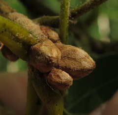 Quercus velutina