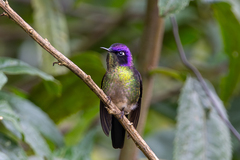 Purple-Backed Thornbill photo 4