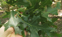 Quercus velutina