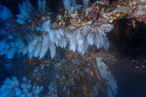 Carijoa riisei observed 2024-12-28