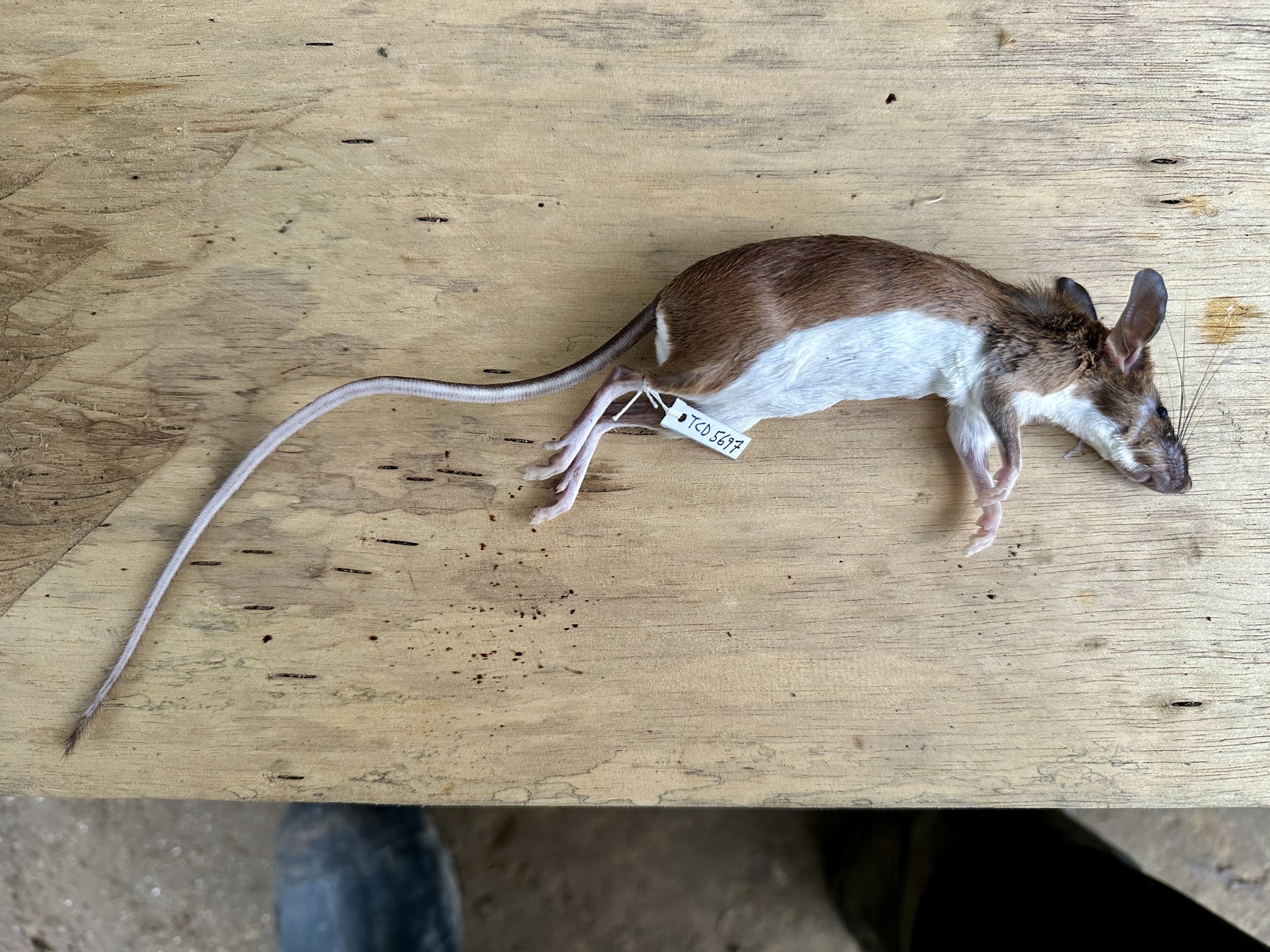 Congo Forest Rat photo 3