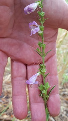 Penstemon neomexicanus