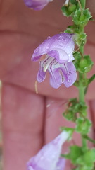 Penstemon neomexicanus