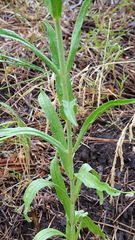Penstemon neomexicanus