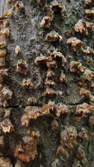 Fungi