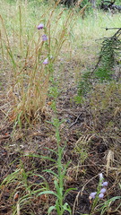 Penstemon neomexicanus