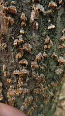 Fungi