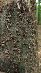 Fungi