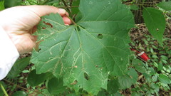 Phyllocnistis vitifoliella