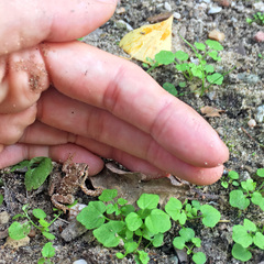 Rana temporaria