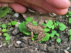 Rana temporaria