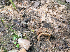 Rana temporaria