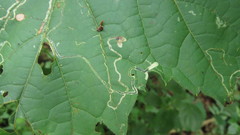 Phyllocnistis vitifoliella