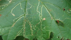 Phyllocnistis vitifoliella