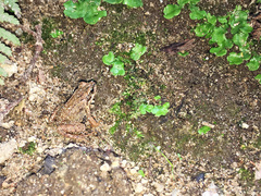 Rana temporaria