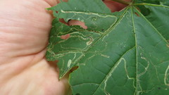 Phyllocnistis vitifoliella