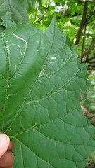 Phyllocnistis vitifoliella