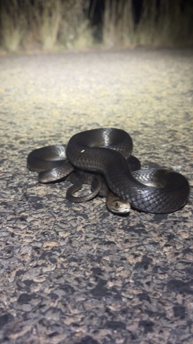 Eastern Brown Snake sighting