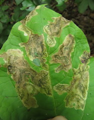 Amauromyza pleuralis