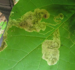 Amauromyza pleuralis