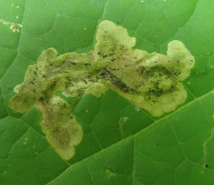 Amauromyza pleuralis
