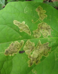 Amauromyza pleuralis