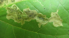 Amauromyza pleuralis
