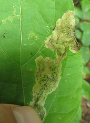 Amauromyza pleuralis