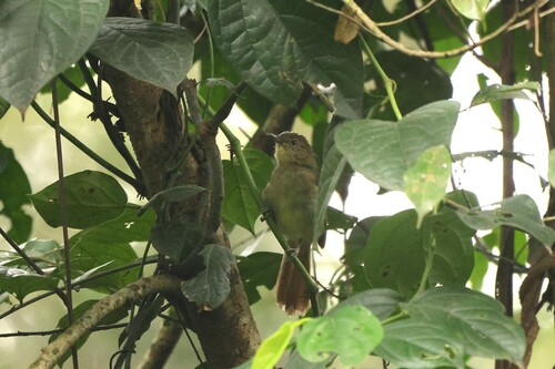 iNaturalist image